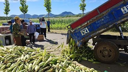 東高村鎮(zhèn) 復(fù)墾田里“金”滿(mǎn)地，三百余畝玉米迎豐收
